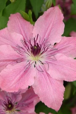 Sarah Elizabeth Clematis - 1 Gallon Pot -Stylish Garden Plant Store clematis sarah elizabeth 4