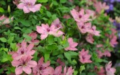 Sarah Elizabeth Clematis - 1 Gallon Pot -Stylish Garden Plant Store clematis sarah elizabeth 5