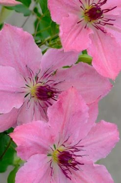 Sarah Elizabeth Clematis - 1 Gallon Pot -Stylish Garden Plant Store clematis sarah elizabeth 7
