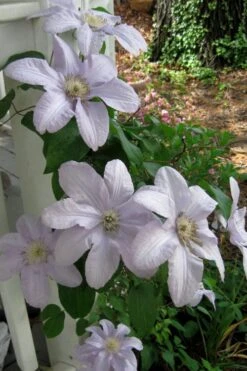 Silver Moon Clematis - 1 Gallon Pot -Stylish Garden Plant Store clematis silver moon 3