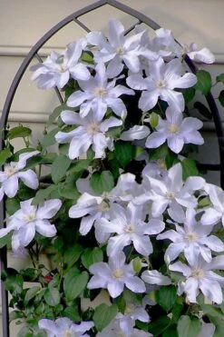 Silver Moon Clematis - 1 Gallon Pot -Stylish Garden Plant Store clematis silver moon 7