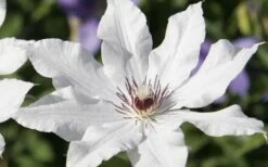 Snow Queen Clematis - 1 Gallon Pot -Stylish Garden Plant Store clematis snow queen 3