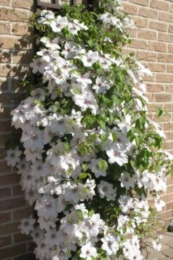 Snow Queen Clematis - 1 Gallon Pot -Stylish Garden Plant Store clematis snow queen 4