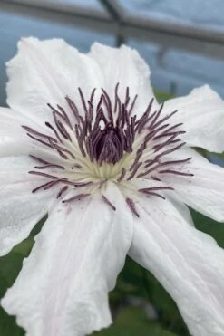 Snow Queen Clematis - 1 Gallon Pot -Stylish Garden Plant Store clematis snow queen 5