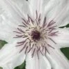Snow Queen Clematis - 1 Gallon Pot -Stylish Garden Plant Store clematis snow queen 6