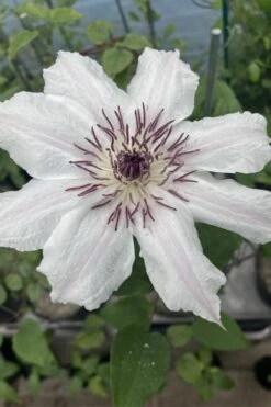 Snow Queen Clematis - 1 Gallon Pot -Stylish Garden Plant Store clematis snow queen 7