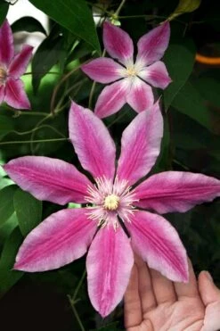 Sugar Candy Clematis - 1 Gallon Pot -Stylish Garden Plant Store clematis sugar candy 3