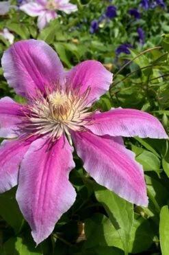 Sugar Candy Clematis - 1 Gallon Pot -Stylish Garden Plant Store clematis sugar candy 4