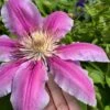Sugar Candy Clematis - 1 Gallon Pot -Stylish Garden Plant Store clematis sugar candy 6