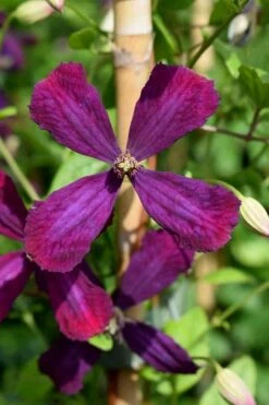 Sweet Summer Love Clematis - 1 Gallon Pot -Stylish Garden Plant Store clematis sweet summer love 7