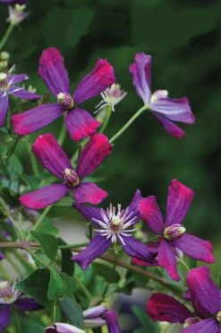 Sweet Summer Love Clematis - 1 Gallon Pot -Stylish Garden Plant Store clematis sweet summer love 8