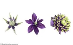 Taiga Clematis - 1 Gallon Pot -Stylish Garden Plant Store clematis taiga 24 1