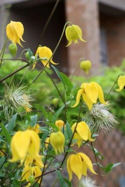 Tangutica Yellow Clematis - 1 Gallon Pot 19 Tangutica Yellow Clematis - 1 Gallon Pot -Stylish Garden Plant Store clematis tangutica 1