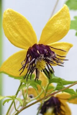 Tangutica Yellow Clematis - 1 Gallon Pot 14 Tangutica Yellow Clematis - 1 Gallon Pot -Stylish Garden Plant Store clematis tangutica 2