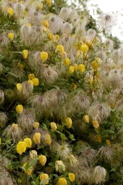 Tangutica Yellow Clematis - 1 Gallon Pot 15 Tangutica Yellow Clematis - 1 Gallon Pot -Stylish Garden Plant Store clematis tangutica flowers and seedheads