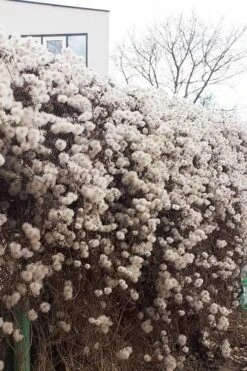 Tangutica Yellow Clematis - 1 Gallon Pot 18 Tangutica Yellow Clematis - 1 Gallon Pot -Stylish Garden Plant Store clematis tangutica seedheads winter