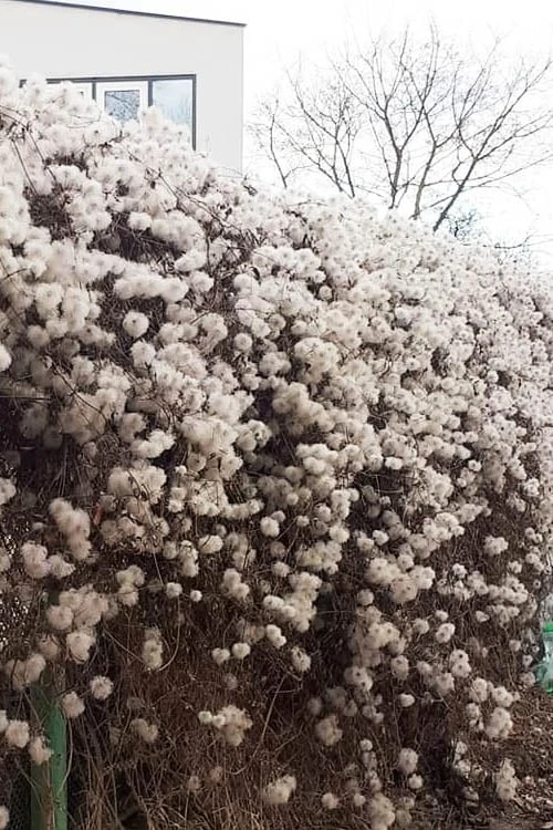 Tangutica Yellow Clematis - 1 Gallon Pot 10 Tangutica Yellow Clematis - 1 Gallon Pot - Image 8