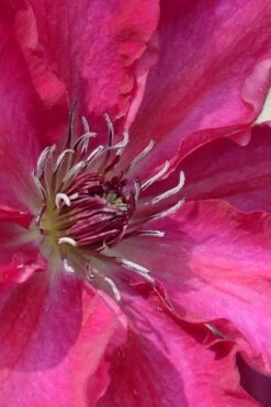 Garland Tekla Clematis - 1 Gallon Pot -Stylish Garden Plant Store clematis tekla 1