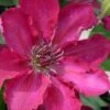 Garland Tekla Clematis - 1 Gallon Pot -Stylish Garden Plant Store clematis tekla 2