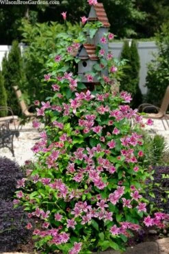 Duchess Of Albany Clematis - 1 Gallon Pot -Stylish Garden Plant Store clematis texensis duchess of albany 15