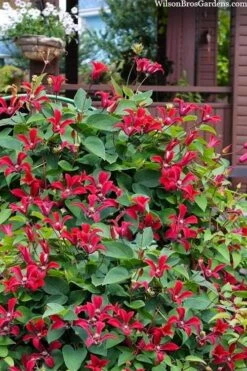 Gravetye Beauty Clematis - 1 Gallon Pot -Stylish Garden Plant Store clematis texensis gravetye beauty 10