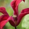 Gravetye Beauty Clematis - 1 Gallon Pot -Stylish Garden Plant Store clematis texensis gravetye beauty 2