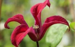 Gravetye Beauty Clematis - 1 Gallon Pot -Stylish Garden Plant Store clematis texensis gravetye beauty 4