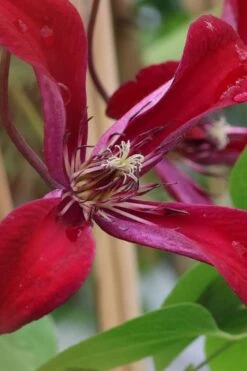 Gravetye Beauty Clematis - 1 Gallon Pot -Stylish Garden Plant Store clematis texensis gravetye beauty 6