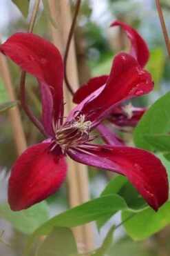 Gravetye Beauty Clematis - 1 Gallon Pot -Stylish Garden Plant Store clematis texensis gravetye beauty 7