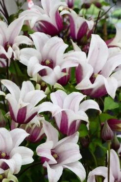 Princess Kate Clematis - 1 Gallon Pot -Stylish Garden Plant Store clematis texensis princess kate 14