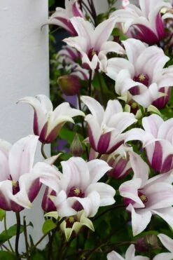 Princess Kate Clematis - 1 Gallon Pot -Stylish Garden Plant Store clematis texensis princess kate 15