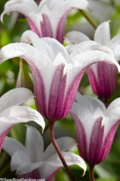 Princess Kate Clematis - 1 Gallon Pot -Stylish Garden Plant Store clematis texensis princess kate 23