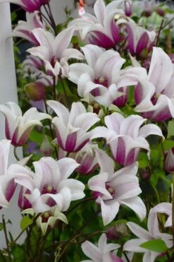 Princess Kate Clematis - 1 Gallon Pot -Stylish Garden Plant Store clematis texensis princess kate 4
