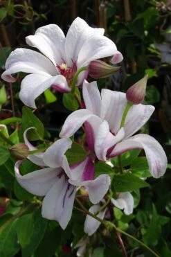 Princess Kate Clematis - 1 Gallon Pot -Stylish Garden Plant Store clematis texensis princess kate 5
