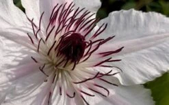 The Countess Of Wessex Clematis - 1 Gallon Pot -Stylish Garden Plant Store clematis the countess of wessex 1