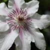 The Countess Of Wessex Clematis - 1 Gallon Pot -Stylish Garden Plant Store clematis the countess of wessex 3