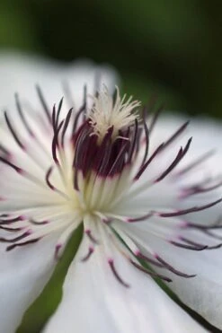 The Countess Of Wessex Clematis - 1 Gallon Pot -Stylish Garden Plant Store clematis the countess of wessex 4