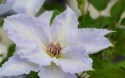 Tranquilite Clematis - 1 Gallon Pot -Stylish Garden Plant Store clematis tranquilete 1