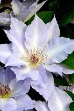 Tranquilite Clematis - 1 Gallon Pot -Stylish Garden Plant Store clematis tranquilete 3