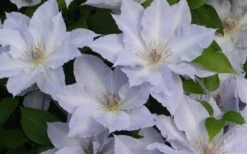 Tranquilite Clematis - 1 Gallon Pot -Stylish Garden Plant Store clematis tranquilete 4