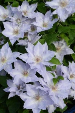 Tranquilite Clematis - 1 Gallon Pot -Stylish Garden Plant Store clematis tranquilite 11