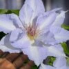 Tranquilite Clematis - 1 Gallon Pot -Stylish Garden Plant Store clematis tranquilite 12