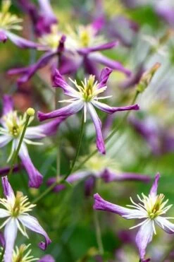 Rubromarginata Fragrant Clematis - 1 Gallon Pot -Stylish Garden Plant Store clematis triternata rubromarginata 1