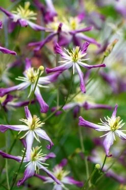 Rubromarginata Fragrant Clematis - 1 Gallon Pot -Stylish Garden Plant Store clematis triternata rubromarginata 2