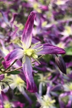 Rubromarginata Fragrant Clematis - 1 Gallon Pot -Stylish Garden Plant Store clematis triternata rubromarginata 5