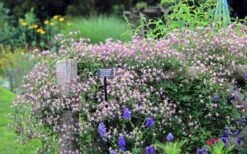 Rubromarginata Fragrant Clematis - 1 Gallon Pot -Stylish Garden Plant Store clematis triternata rubromarginata 6