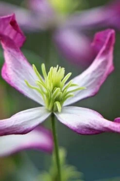 Rubromarginata Fragrant Clematis - 1 Gallon Pot -Stylish Garden Plant Store clematis triternata rubromarginata 7
