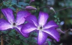 Venosa Violacea Clematis - 1 Gallon Pot -Stylish Garden Plant Store clematis venosa violacea 1