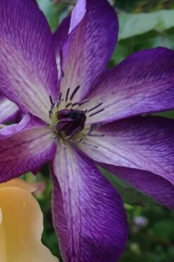 Venosa Violacea Clematis - 1 Gallon Pot -Stylish Garden Plant Store clematis venosa violacea 10