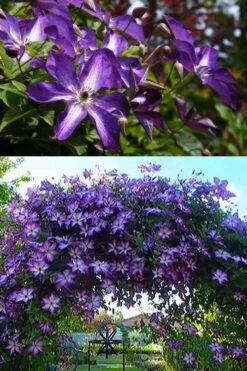 Venosa Violacea Clematis - 1 Gallon Pot -Stylish Garden Plant Store clematis venosa violacea 3